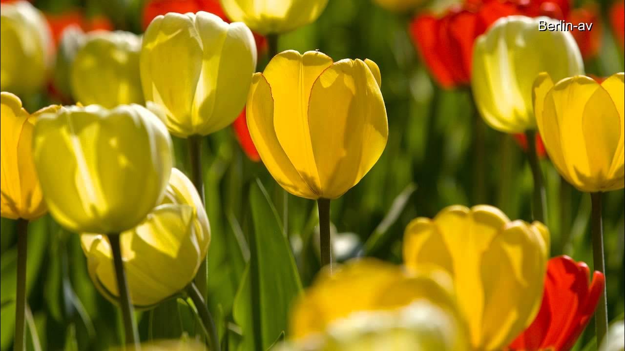 TULIPAN Tulpenschau im Britzer Garten YouTube