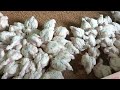 COCCIDIOSIS NI UGONJWA HATARI SANA KWA KISWAHILI NI KUHARA DAMU COCCIDIOSIS NI UGONJWA HATARI SANA KWA KISWAHILI NI KUHARA DAMU