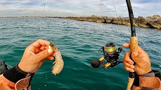 Winter Jetty Fishing W/ SHRIMP (& Mussels) For Whatever Bites!