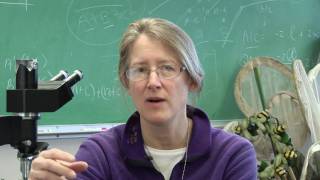 Native bees - Citizen Science: Bee curious! Wealth