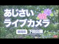【ライブカメラ】株数日本一「下田公園のあじさい」