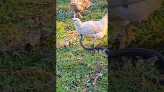 Did A Snake Just Bite My Chicken?