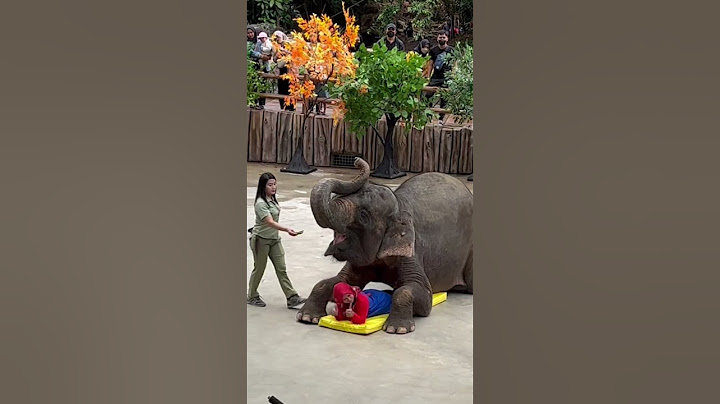 ATRAKSI GAJAH TAMAN SAFARI INDONESIA BOGOR