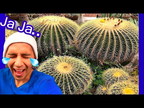 ▶SEAT Cactus der Schwiegermutter ECHINOCACTUS GRUSONII Hedgehog Golden Barrel Ball Sukkulenten