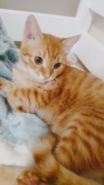 мяуканье котят - YouTube