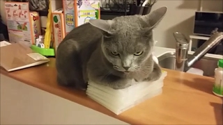 DVD借りてきたけど見せてくれない邪魔ねこ妖怪(なでなでは許す)