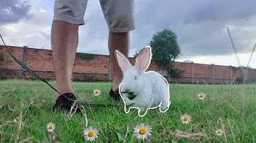one happy bunny running with a leash (slow motion)