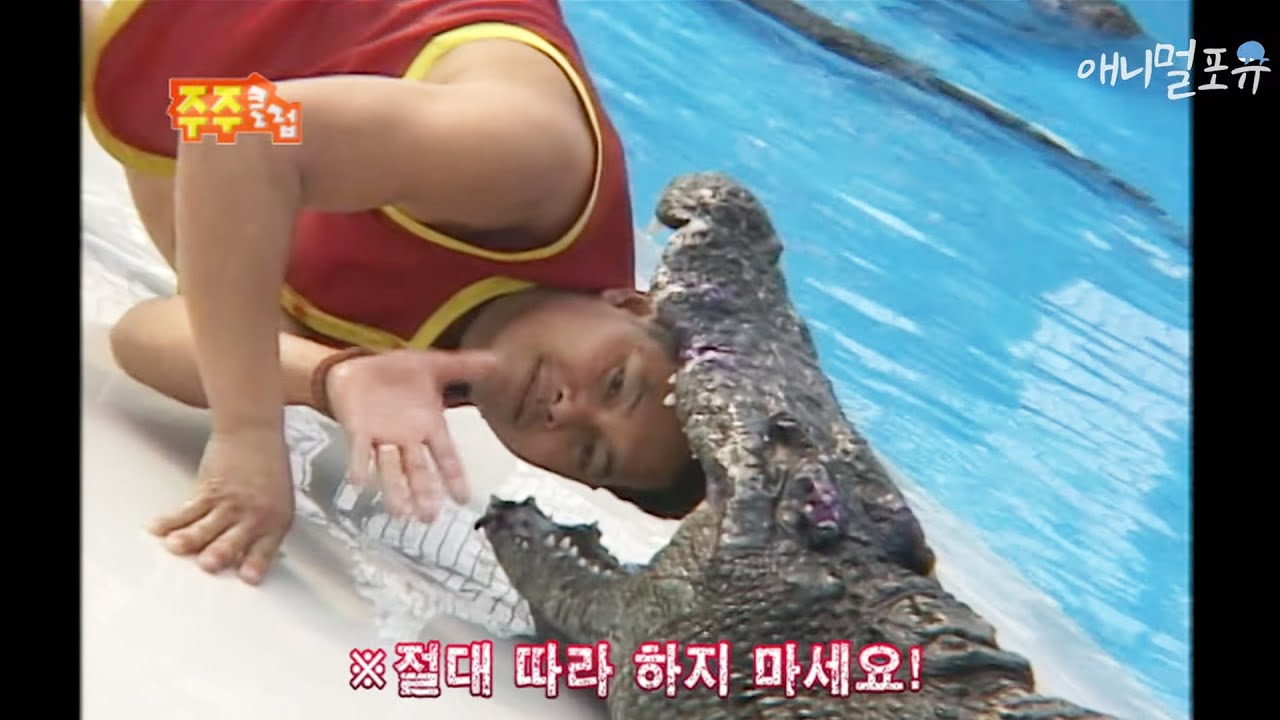 [놀람주의] 악어 목구멍에 머리 넣기?! 절.대 따라하시면 안됩니다!, KBS 090412 방송