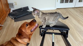 Rescued Kitten Tries To Nurse Dog