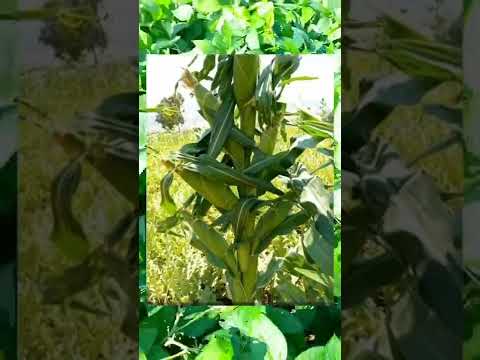 Video: ¿Cómo llegó el barrenador europeo del maíz a América?