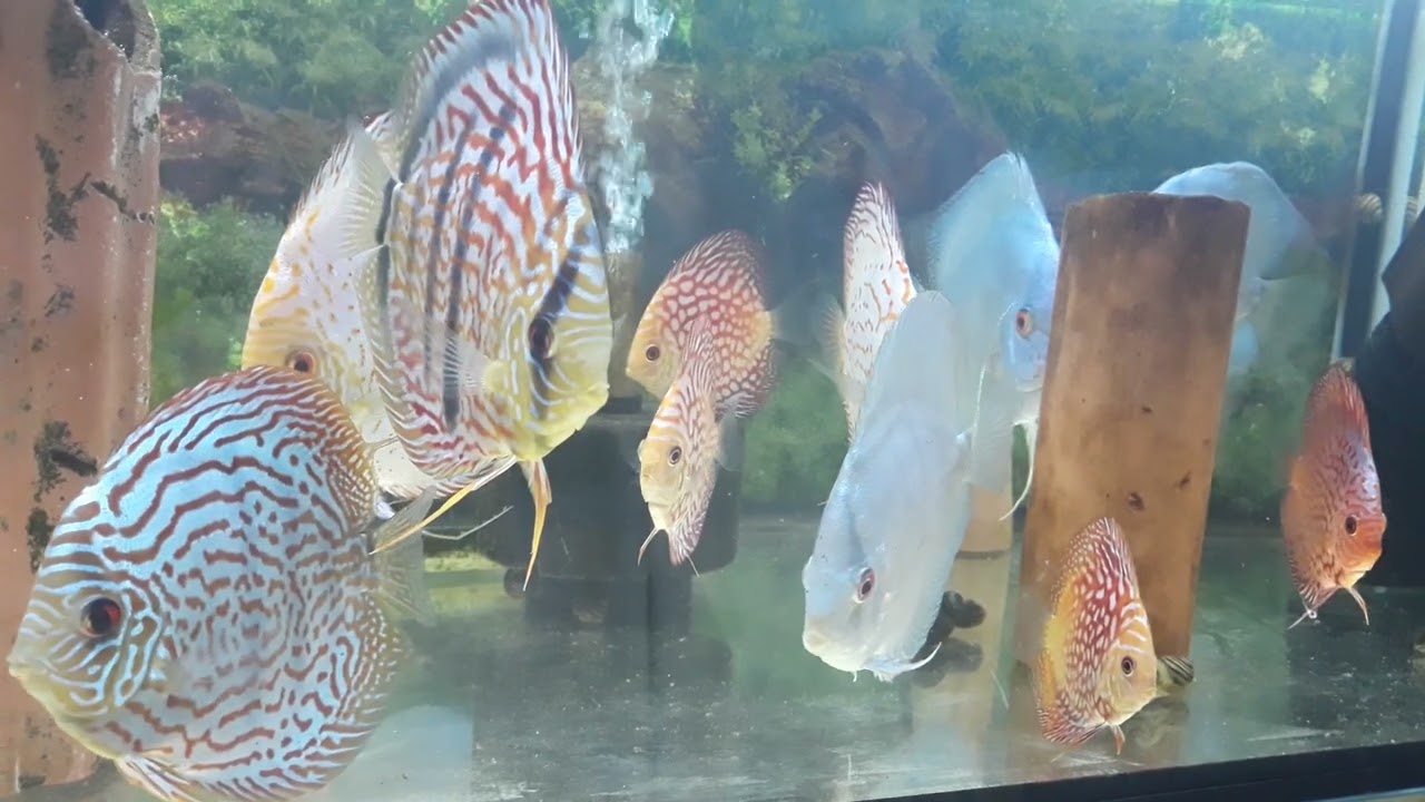 Сколько дискусов можно содержать в аквариуме (АРХИВ). - YouTube