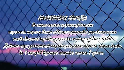 Распространенные породы коз! Самые удойные козы! Какие это козы?