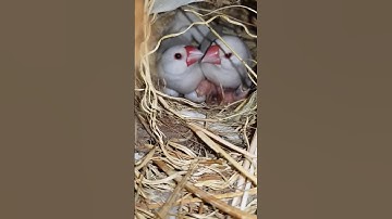 Java Sparrow Breeding Progress 😱😱#shorts #cutebaby #ytshorts
