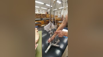 Lab Video  Spinal Cord and Nerves Part 3