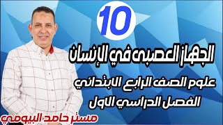 الجهاز العصبي في الانسان درس هام من دروس علوم الصف الرابع 2024 المنه الجديد المطور مستر حامد البيومى