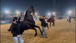 Moga Horse Show 2025 All Stallions