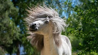 Why does my horse..... SHAKE HIS HEAD?