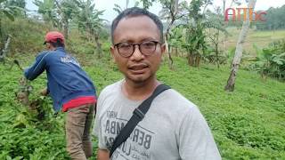 Bertani kentang jembut II