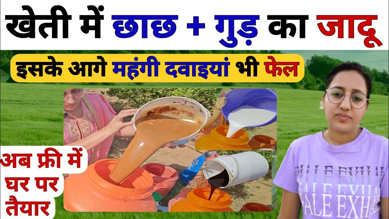 महंगे फंगीसाइड और कीटनाशक से कई गुना ताकतवर | Leaf Curl Virus Control | organic Fungicide | kheti