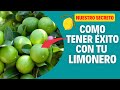 Los Secretos Para Tener Limones Abundantes En Tu Jardín 🌳🍋