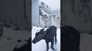 JAAT JUGADI #trending #viral #famous #dairyfarm #milk