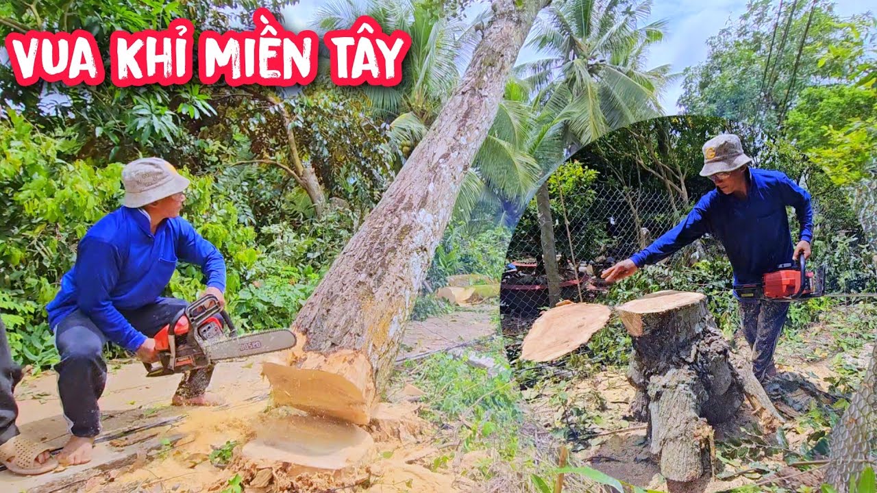 Vua Khỉ cưa cây xoài và hai cây Sao lớn vô cùng nguy hiểm.