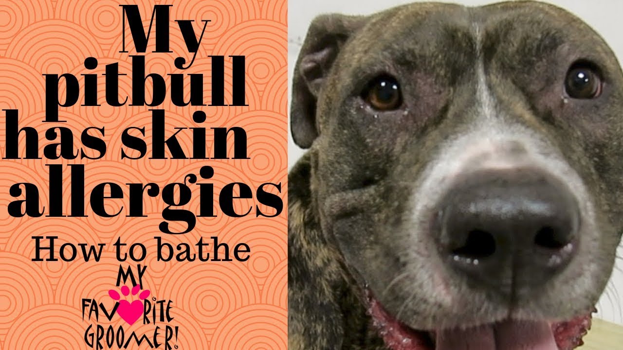 My pit bull with skin allergies - YouTube