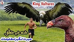 Interesting facts & Hidden Secrets about Vulture Bird | Wildlife |Gidh | King Vultures