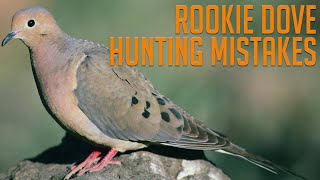 Four Beginner Dove Hunting Mistakes