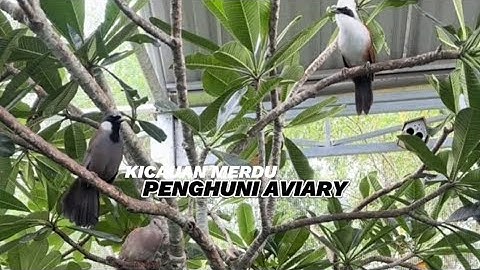 Kicauan merdu burung-burung penghuni kandang aviary 
