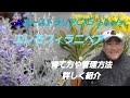 初めてのガーデニング！🌠エレモフィラニベア特集育て方や管理方法などを詳しく紹介しました！