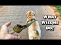 Dropping my Dogs Leash during his Walk | What will he do next? | SuperJimmy