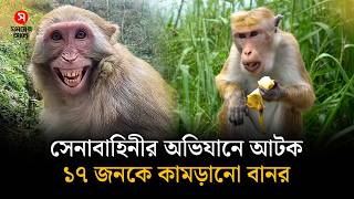Monkey arrested in army operation after biting 17 people | Monkey Attack | Shomoyer Alo