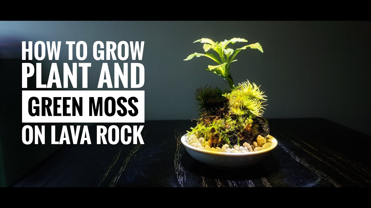 How to Make Green Moss for Bonsai Trees 