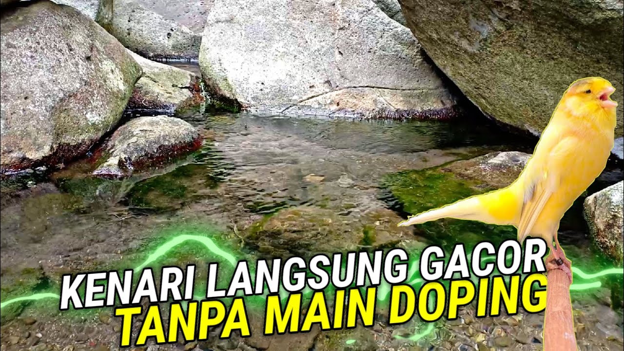 TERAPI GEMIRICIK AIR UNTUK KENARI MACET BUNYI - DI IRINGI SUARA KENARI GACOR ROLL PANJANG