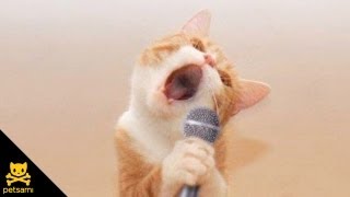 Singing Cat  Bob Seger  Old Time Rock N' Roll