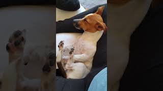 Sleeping Like HOOMAN! | Jack Russell Terrier COFFEE #shorts #cute #subscribe