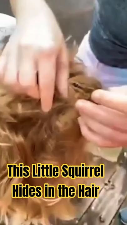 This Little Chipmunk Hides in the Girl Hair 🐿️