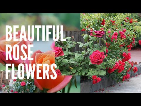 वीडियो: बोर्बोन गुलाब