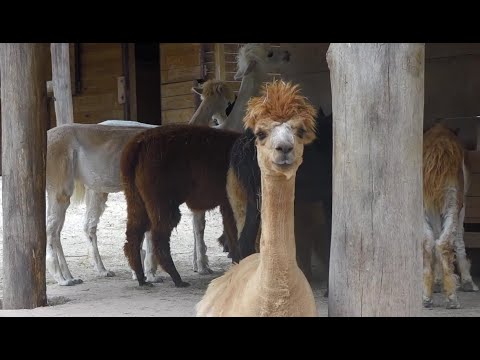 Video: Zoológico en Liubliana