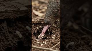 The pangolin is the only mammal on Earth covered in scales