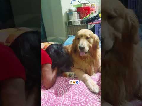 Golden Retrievers are kids for life Short at Frndz4Paws with 17K views