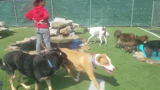 Playtime at Dogs On The Farm & Cats Too!