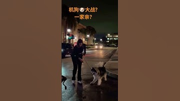 买一个 #机器狗 #机器人 和 #狗 一起玩？#AI #robots #robotdogs #funny #凯哥ai