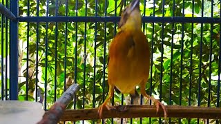 Pancingan burung Manyar Gacor tanpa doping
