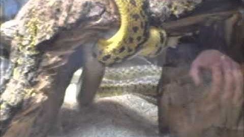 gopher snake  eating a mouse upside down