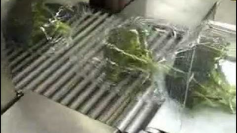 Broccoli packaging in flow pack wrapper (HFFS) in shrink film
