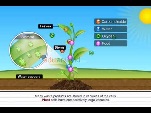 Excretion in plants