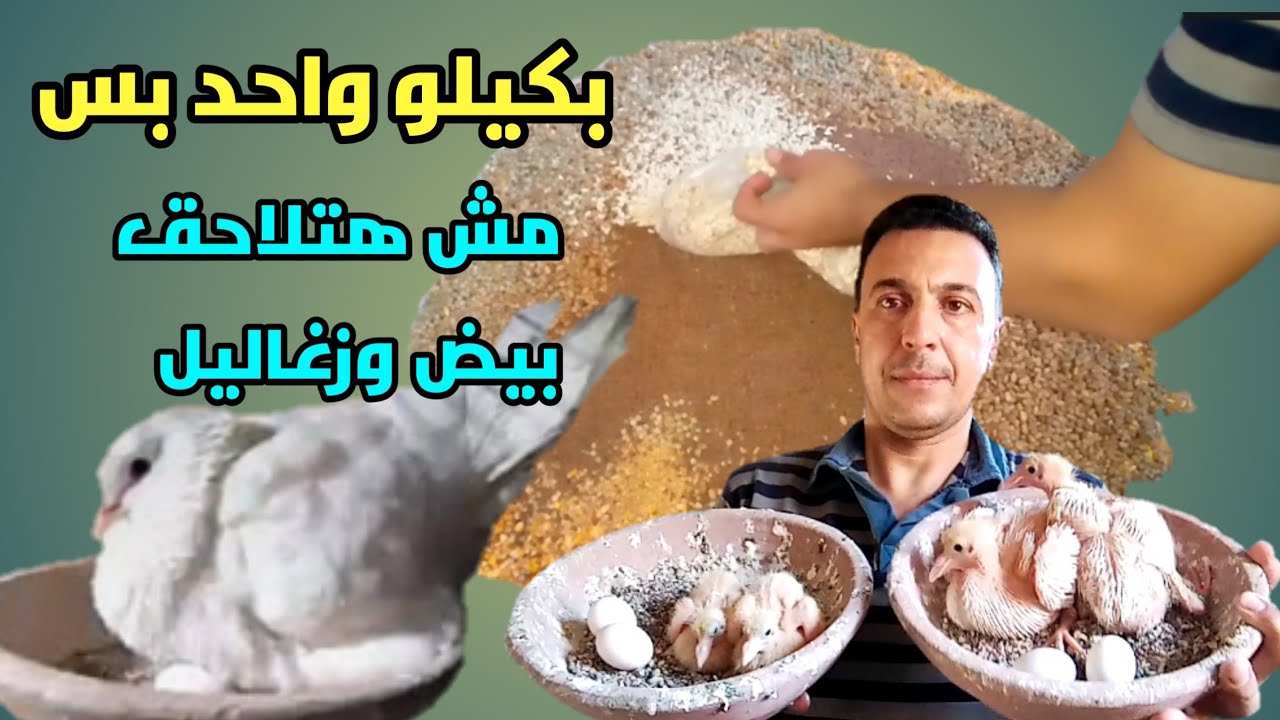 كيلو واحد على الكلفه هيخلى الحمام يبيض على الزغاليل والتجربه خير دليل ✍️👀 #سلسلة_زيادة_الأنتاج