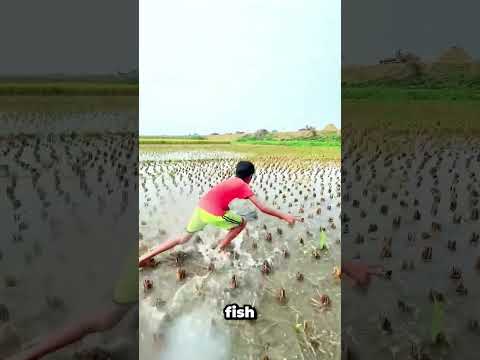 كيف وصلت هذه السمكة الضخمة إلى هنا